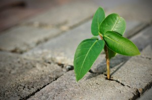 Leaf in Cement