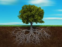 Grow Deep Roots