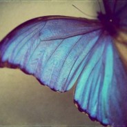 The Butterfly Syndrome